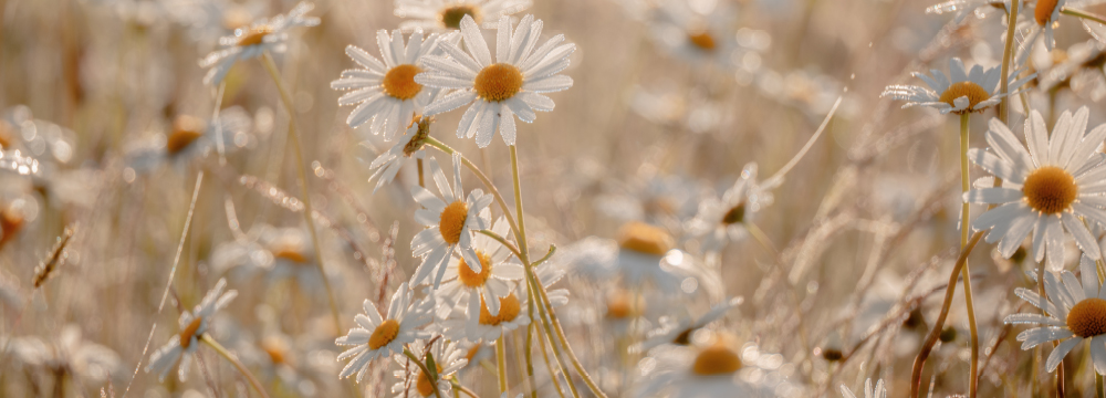 brandstrateeg branding mediavormgever groei ondernemers